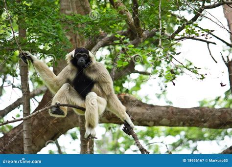 Gibbon Stock Image Image Of Endangered Nature Apes 18956167