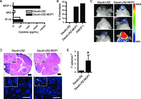 The I C Tumor Infiltration Of Adoptively Transferred I V T Cells Is