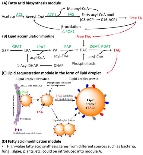 Jof Free Full Text Metabolic Engineering Strategies For Improved