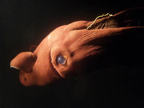 Top Ten Scariest Deep Sea Creatures - HubPages