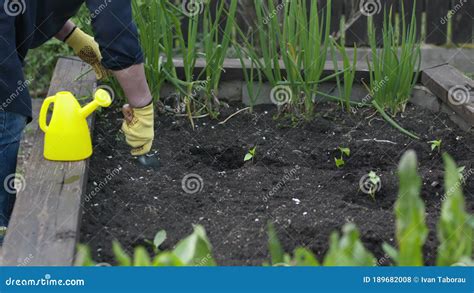 Jardinero Hembra Cava Un Agujero En El Suelo Con Palas Y Verduras