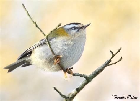 Firecrest - bird photos by Sandra Palme