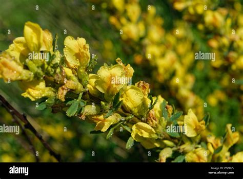 Cytisus Scoparius The Common Broom Or Scotch Broom Stock Photo Alamy