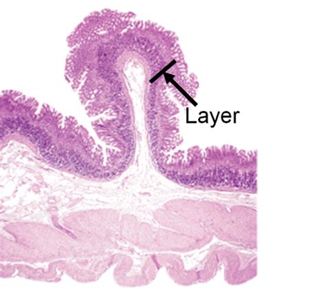 Digestive Histology Lab Quiz Flashcards Quizlet