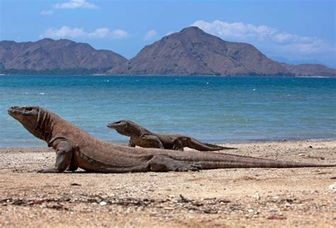 Pt Flobamor Tetapkan Tarif Baru Masuk Taman Nasional Komodo Berikut