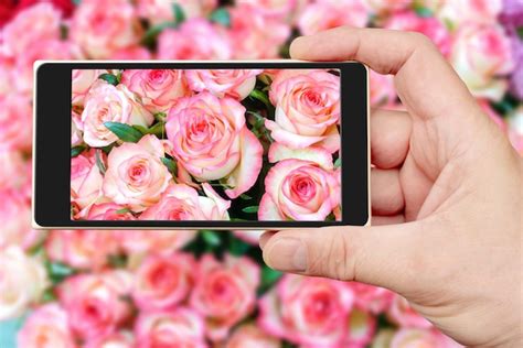 Fondo natural de hermosas rosas rosadas en la pantalla del teléfono