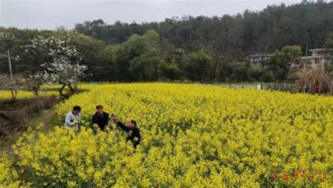 兴国县永丰镇开展油菜种植测产验收工作 江南都市网