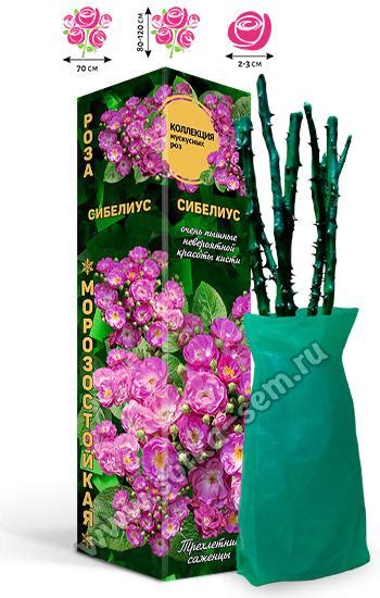 Золотая сотка алтая