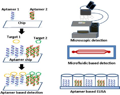 Aptamer Based Detection Systems Aptamer Coating On Glass Or Polymeric Download Scientific