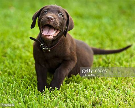 1 477 Brun Labrador Stock Photos High Res Pictures And Images Getty