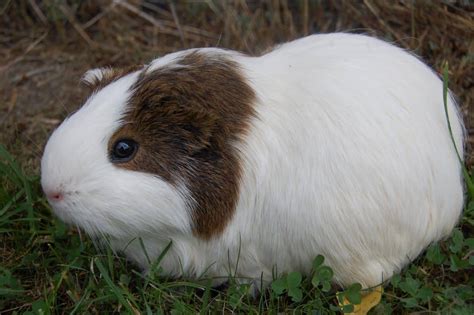 50 Must Know Guinea Pig Facts For Pet Owners And Fans Alike