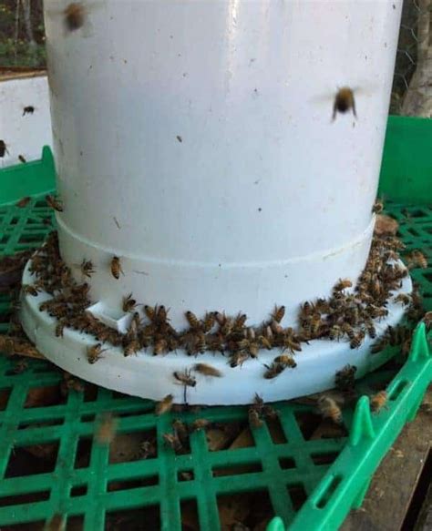 How to Make a Bucket Feeder for Bees - Carolina Honeybees