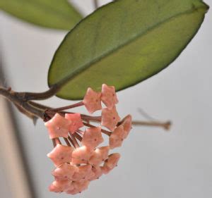 Il Miracolo Dell Hoya Carnosa Il Fiore Di Cera Fiori E Fogliefiori E