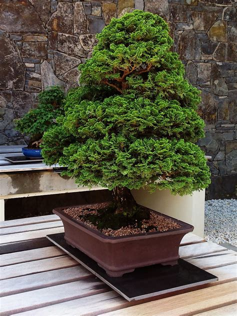 Panduan Dasar Nih Cara Menanam Bakalan Bonsai Yang Baik Dan Benar