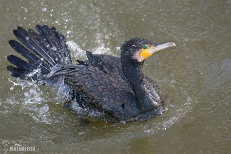 Great Cormorant Photos Great Cormorant Images Nature Wildlife