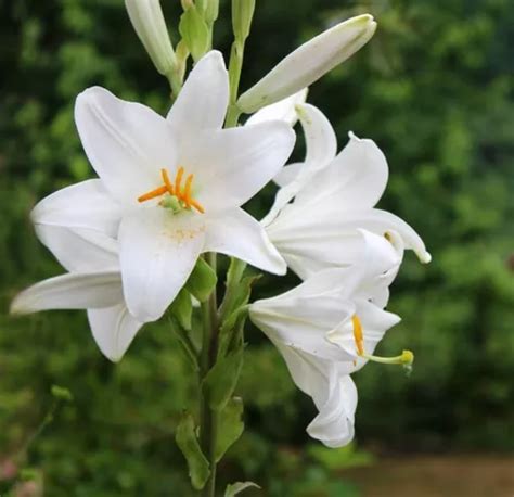 Semillas De Flor De Lirio Blanco Mercadolibre