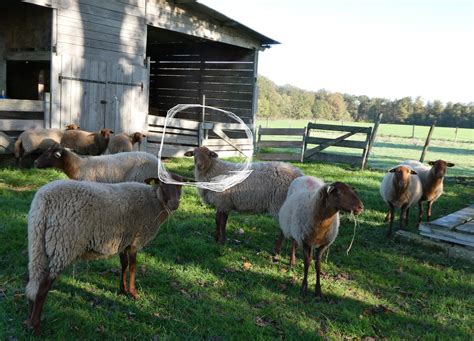 Cest parti pour les agneaux Gîte rural La Cotterie Eleveur fox