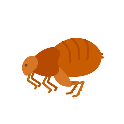 Fleas Jumping Illustrations Royalty Free Vector Graphics And Clip Art