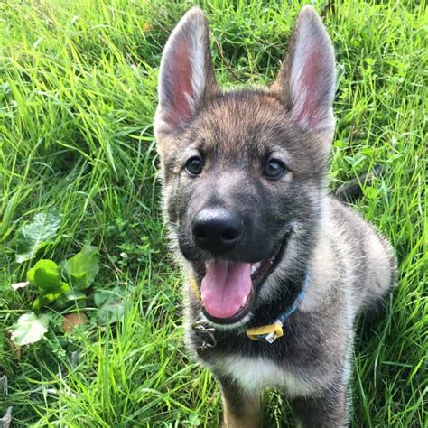 Malamute German Shepherd Mix