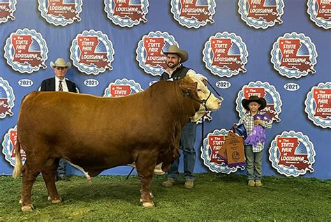 Show Cattle Stanton Braford Ranch Braford Cattle Poteet Texas