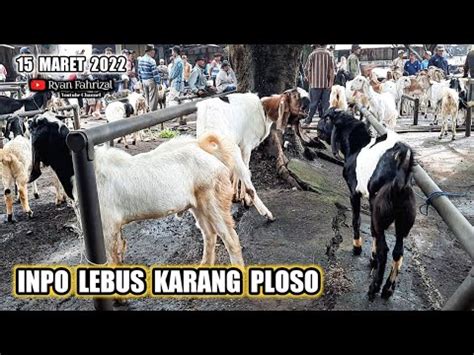 Cek Harga Kambing Di Pasar Hewan Karang Ploso Kab Malang Jatim Youtube