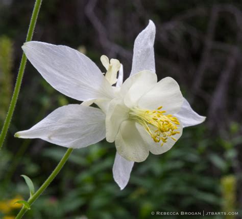 White Columbine 2 Grand Teton National Park John The Baptist Artworks