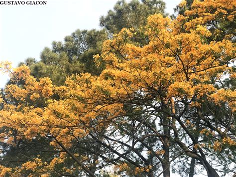 Viveiro Ciprest Plantas Nativas E Ex Ticas Flamboyant Amarelo