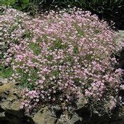 Baby's Breath Seeds | Shop 5 Varieties | Eden Brothers