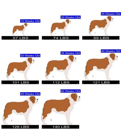 How Much Should Saint Bernard Weigh? Saint Bernard Weight Calculator.