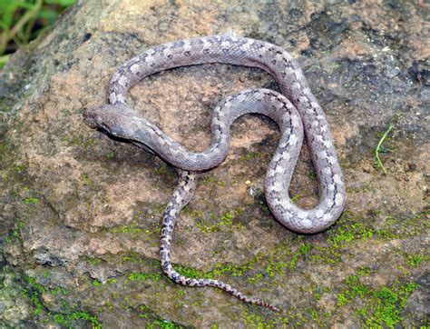 Madagascarophis lolo: New Species of Cat-Eyed Snake Discovered in Madagascar | Biology | Sci ...