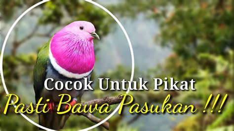 Suara Burung Punai Pink Walik Kepala Ungu Memanggil Kawananya Di Hutan