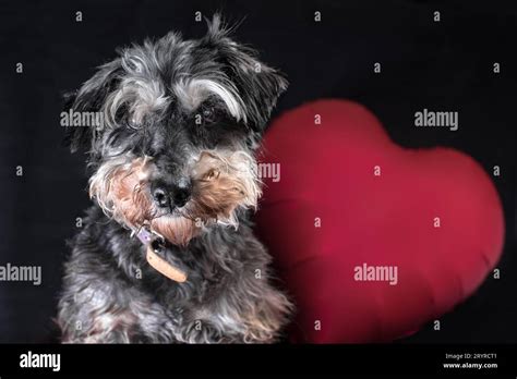 Happy Valentines Day Miniature Schnauzer Breed Dog With A Heart Shaped