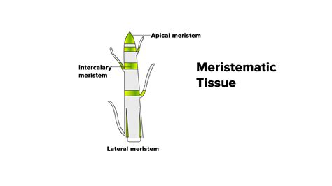 What Is The Meristem Occurring In The Tips Of The Roots Called