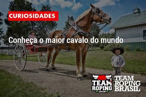 Conheça o maior cavalo do mundo Team Roping Brasil