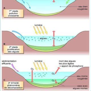 l évolution des différents stades de l eutrophisation source