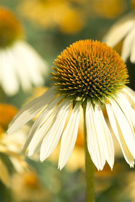 Echinacea Purpurea Paradiso Yellow Muller Seeds