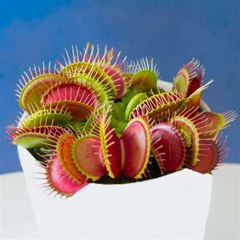 Venus Fly Trap - Dionaea Muscipula - Carnivorous Plant