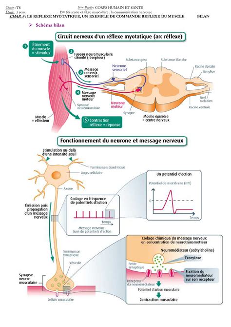 Le R Flexe Myotatique Fiche De R Vision Alloschool