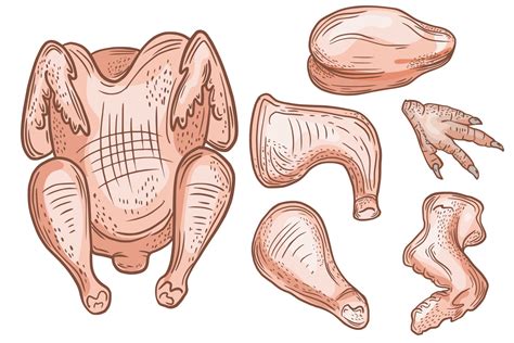 Vector Drawing Sketch Of Poultry Products Chicken Parts Leg Poultry