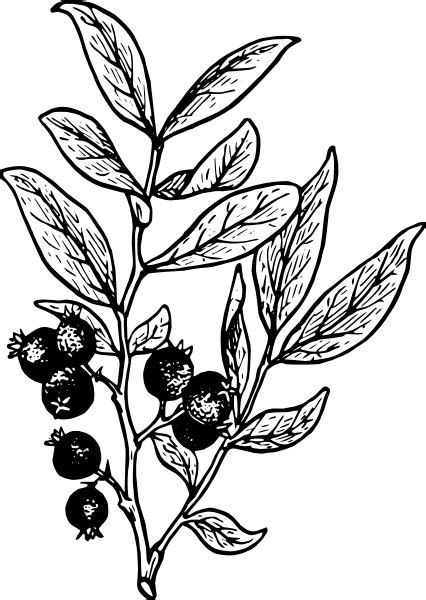 Berry Outline Clip Art At Vector Clip Art Online Royalty