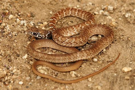 Reptile Facts A Juvenile Red Racer Masticophis Flagellum