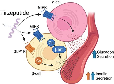 Gipr Glp R Dual Agonist Therapies For Diabetes And Weight Loss