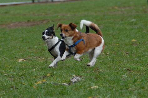 New Dog Park Opens This Weekend in Rock Hill