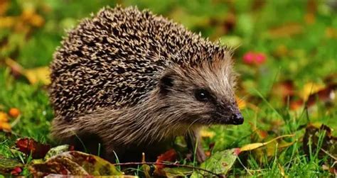 Hedgehog Lifespan How Long Do Hedgehogs Live Beyond The Treat