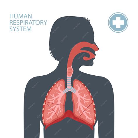 Respiratory System Clip Art