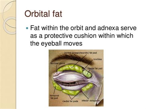 The Eyelid