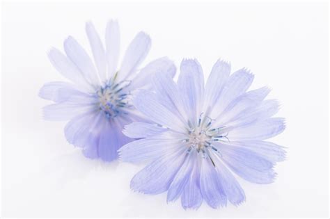 Cichorium Intybus Achicoria N Flores Aisladas Sobre Fondo Blanco