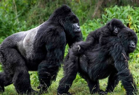 Rwanda Gorilla Trekking Tours Safari Vacations Travel Services