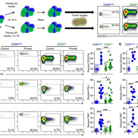 IL 15 Primed CD56 Bright NK Cells More Effectively Form Conjugates With