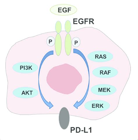 Modulation Of Pd L1 Expression By Egfr Mediated Signaling Pd L1